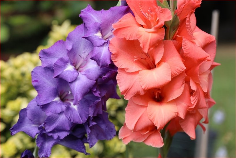 Budleja kiedy sadzić? Poznaj kluczowe terminy i porady dla ogrodu pełnego kwiatów