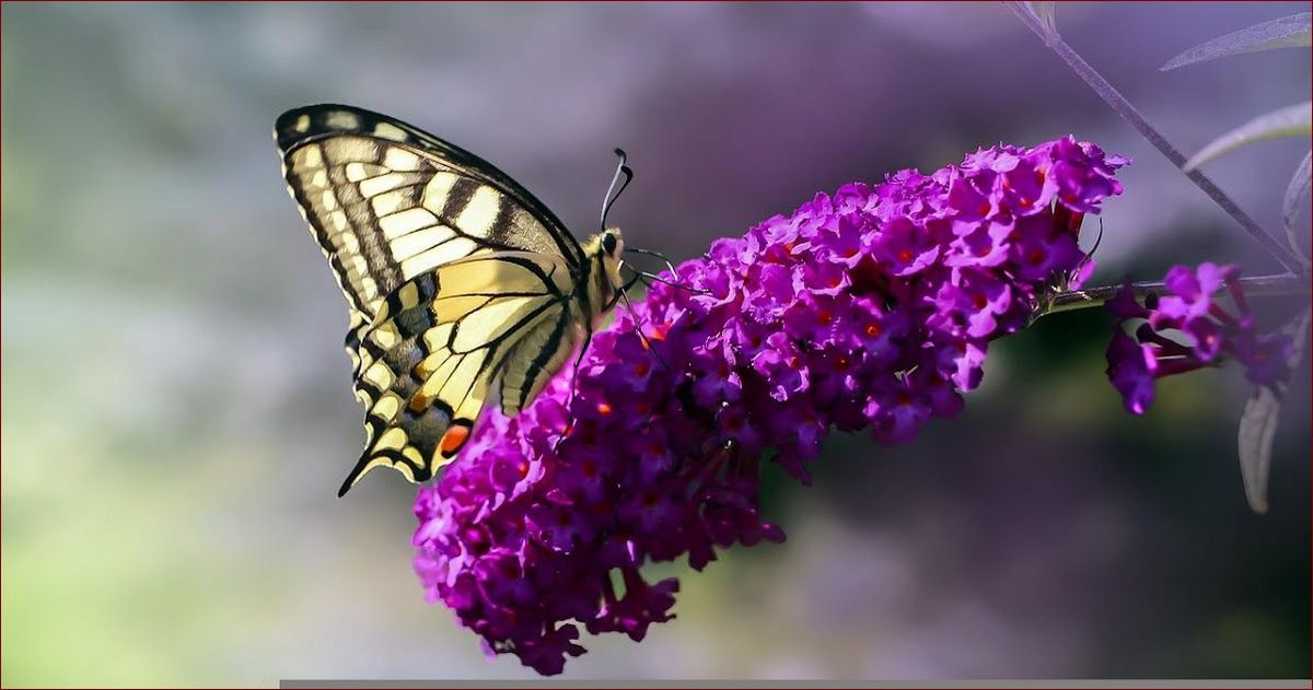 Budleja kiedy sadzić? Poznaj kluczowe terminy i porady dla ogrodu pełnego kwiatów