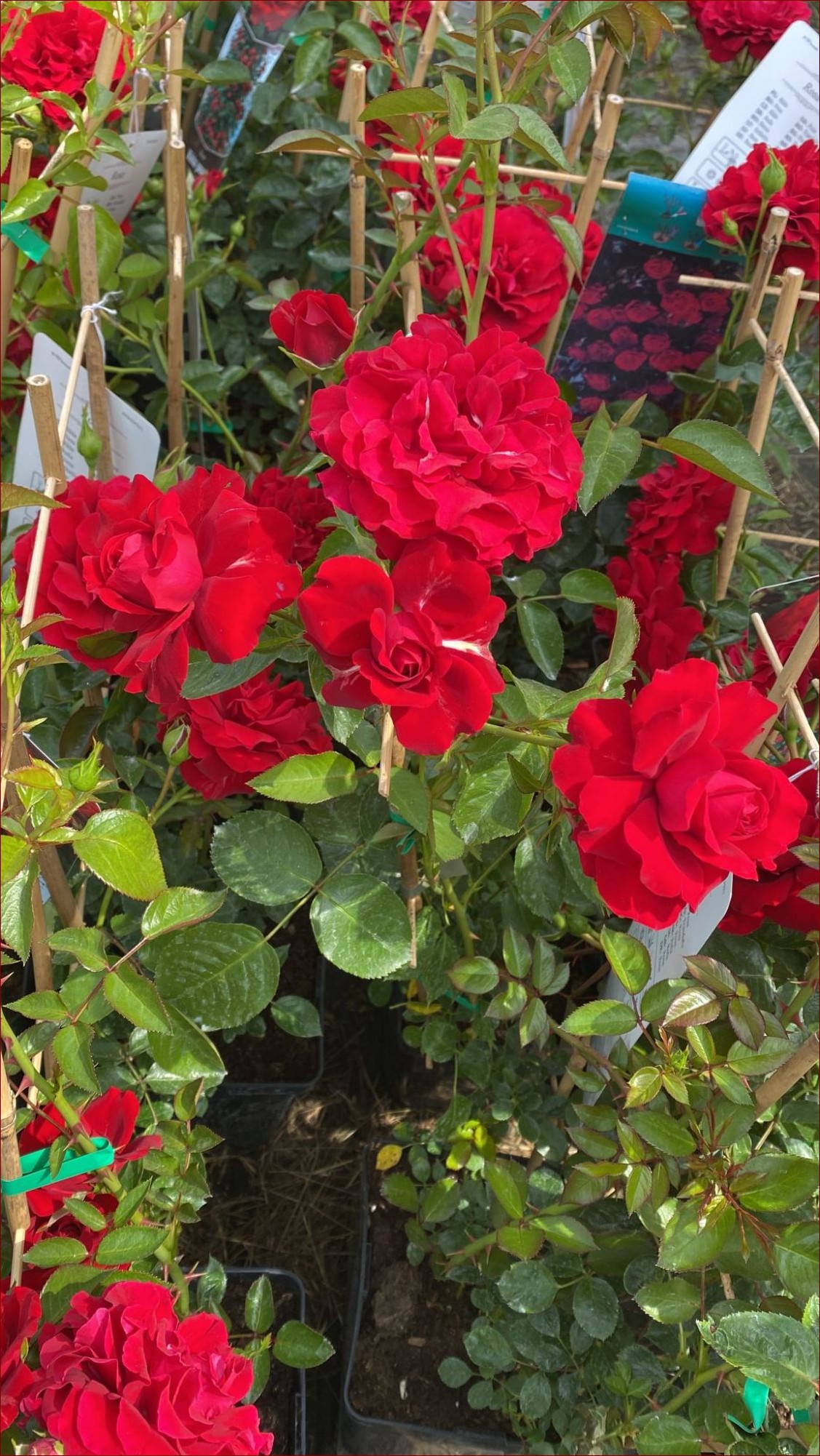 Choinki sosna żywa: Pachnąca magia świąt w Twoim domu