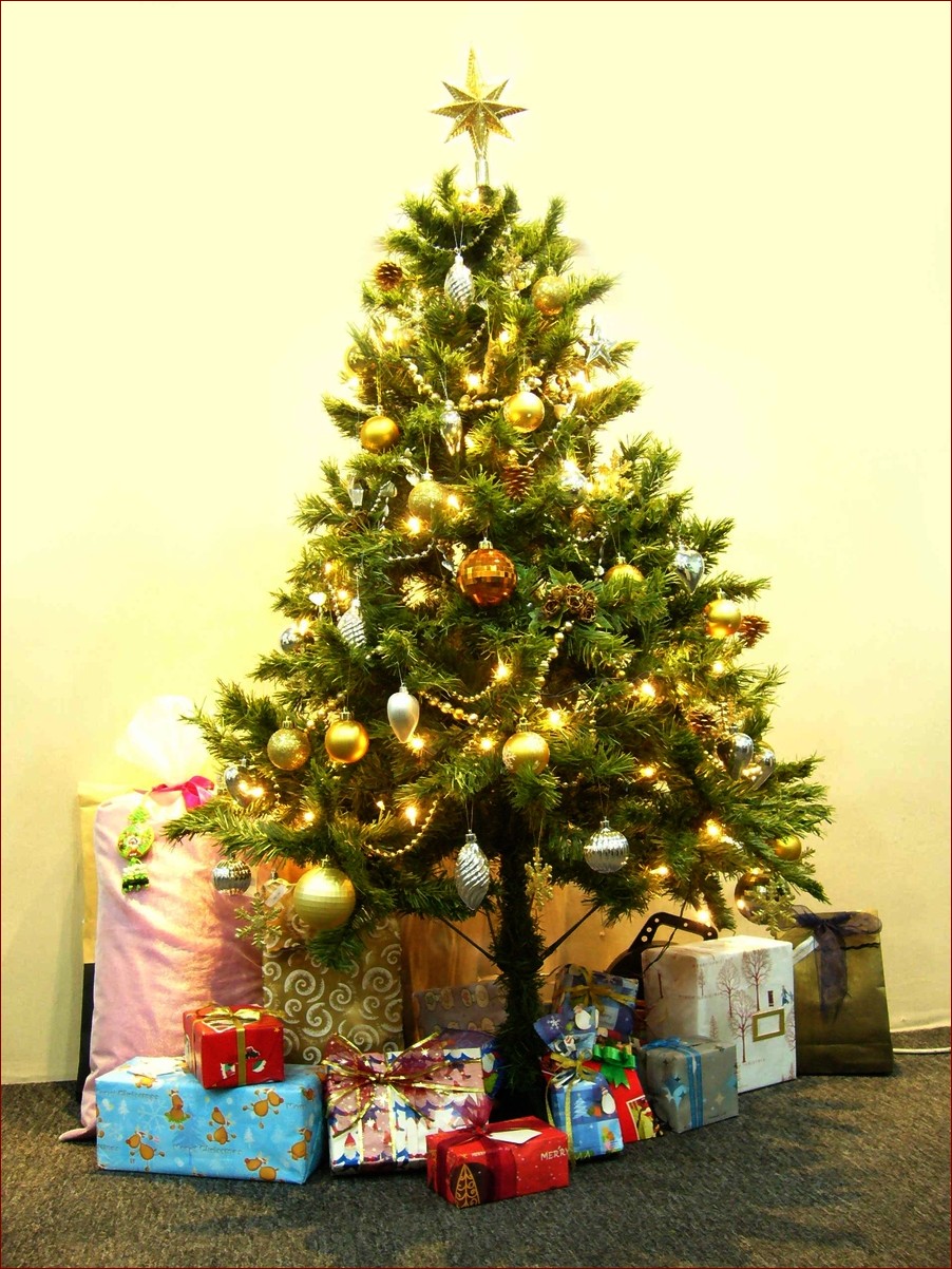 Choinki sosna żywa: Pachnąca magia świąt w Twoim domu