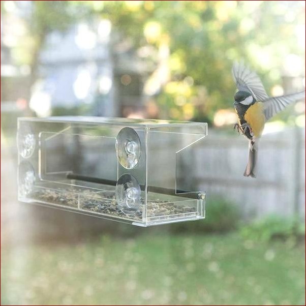 Czym karmić ptaki zimą? Przewodnik dla miłośników natury - czym karmić skrzydlatych przyjaciół