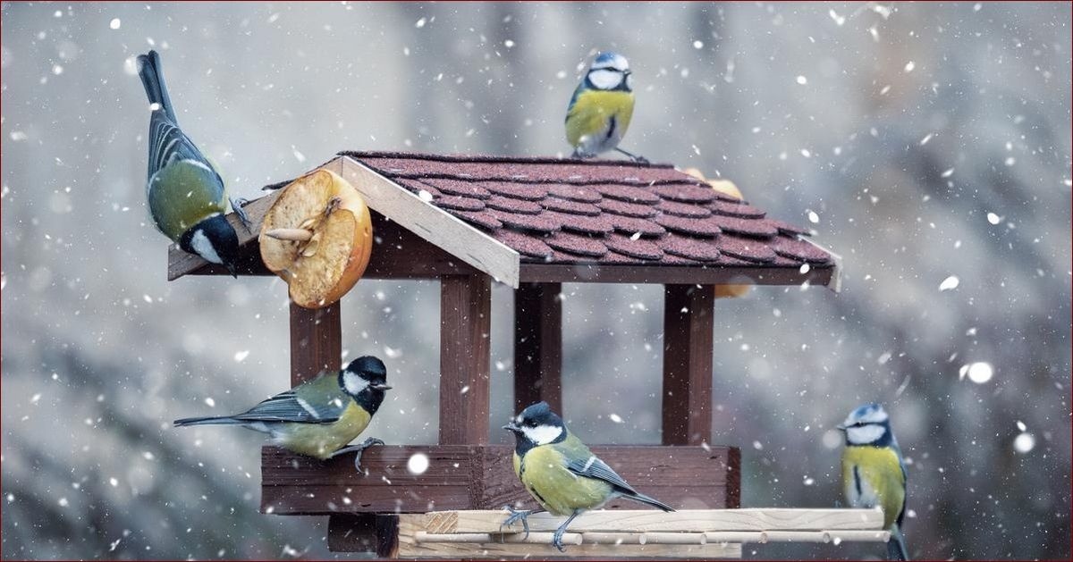Czym karmić ptaki zimą? Przewodnik dla miłośników natury - czym karmić skrzydlatych przyjaciół