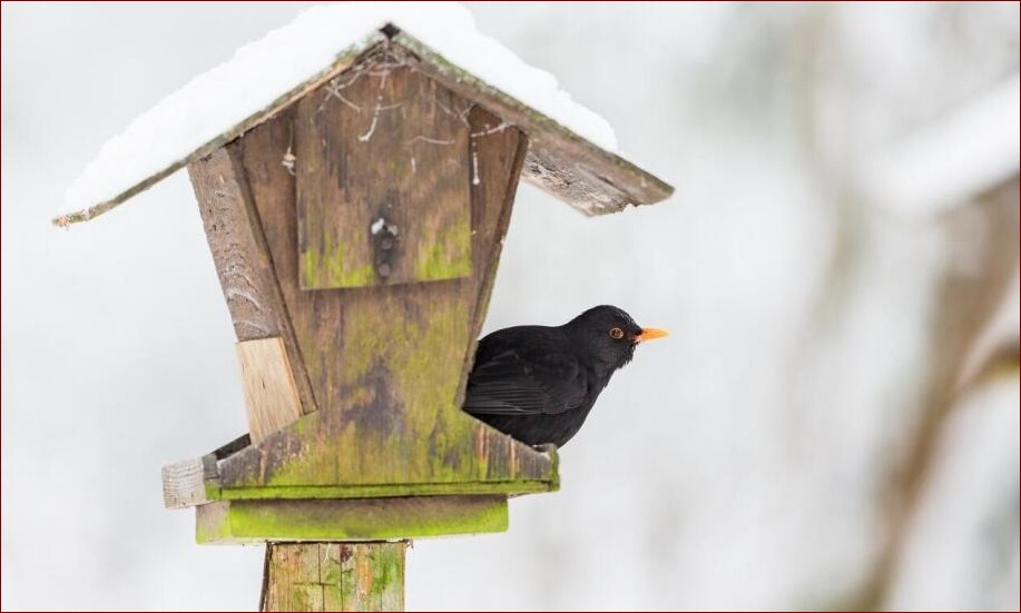 Czym karmić ptaki zimą? Przewodnik dla miłośników natury - czym karmić skrzydlatych przyjaciół