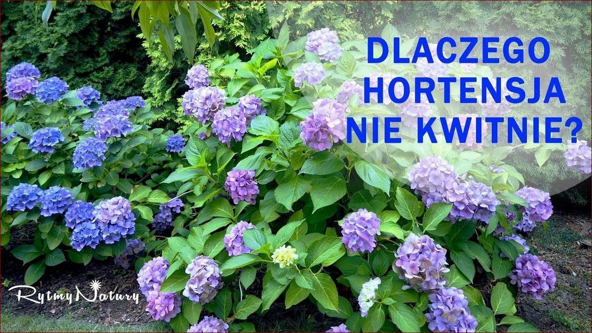 Dlaczego hortensja nie kwitnie? Odkryj 8 przyczyn i jak je naprawić