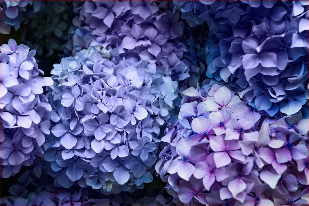 Dlaczego hortensja nie kwitnie? Odkryj 8 przyczyn i jak je naprawić