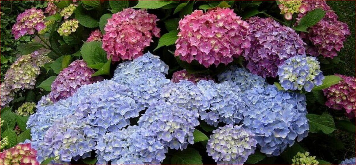 Dlaczego hortensja nie kwitnie? Odkryj 8 przyczyn i jak je naprawić