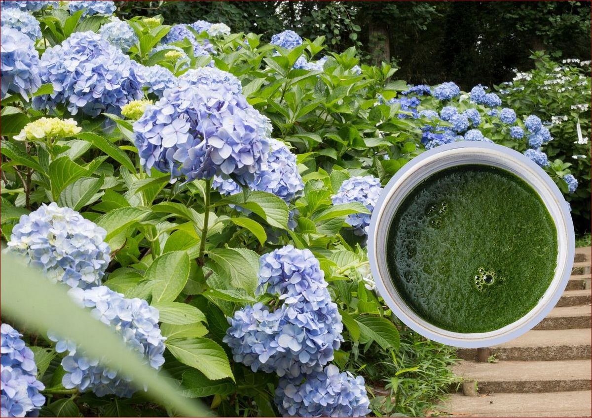 Dlaczego hortensja nie kwitnie? Odkryj 8 przyczyn i jak je naprawić