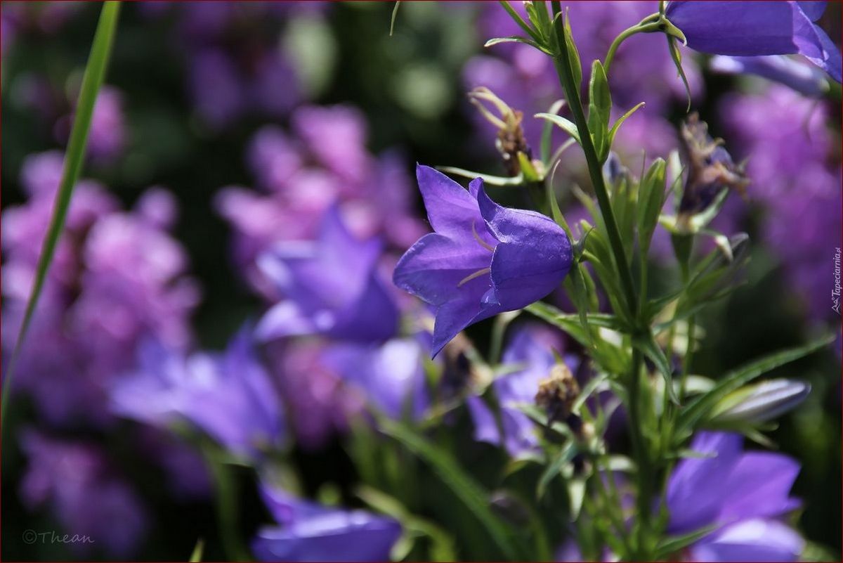 Fioletowe dzwonki kwiaty - magiczne rośliny na Twój balkon i do ogrodu