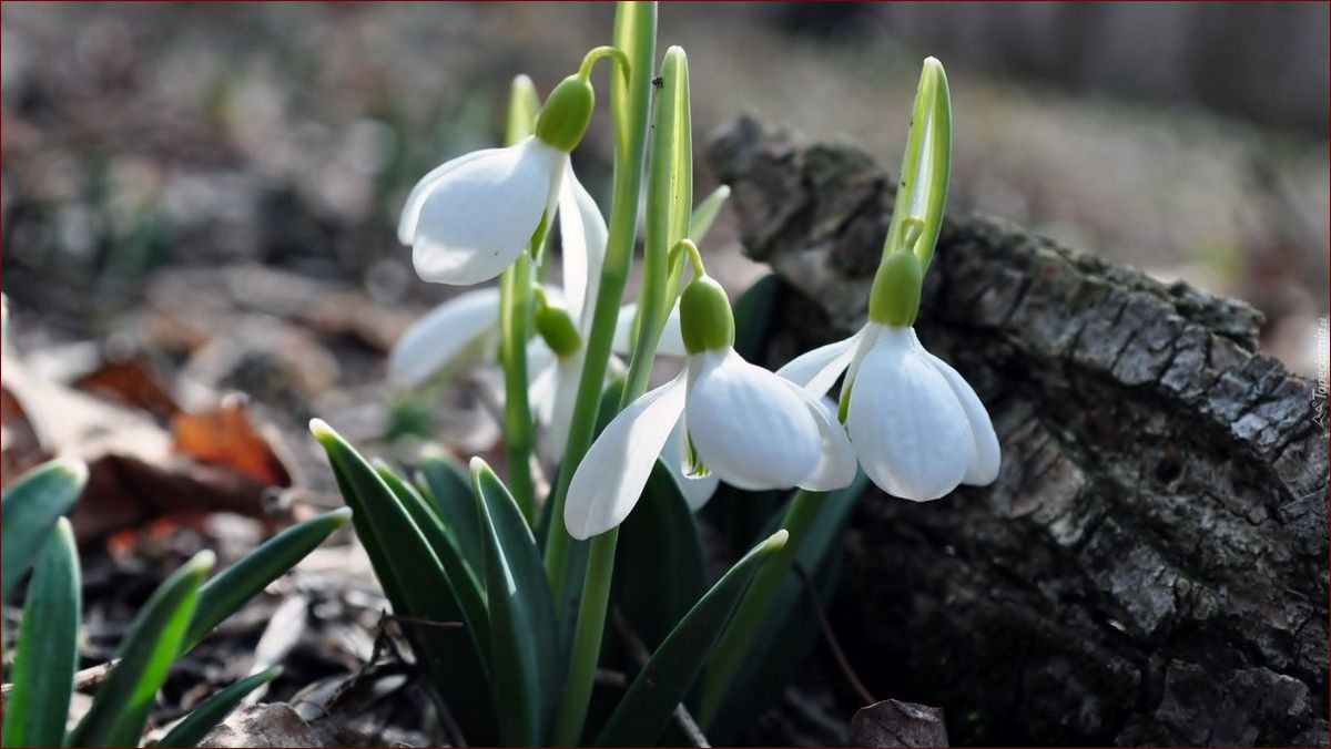 Fioletowe kwiaty wiosenne - nazwy i opisy najpopularniejszych gatunków