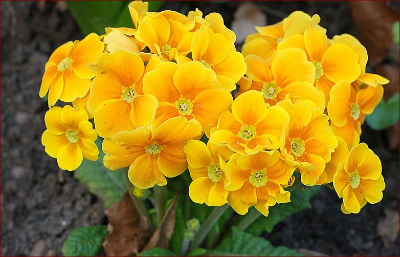 Fioletowe kwiaty wiosenne - nazwy i opisy najpopularniejszych gatunków