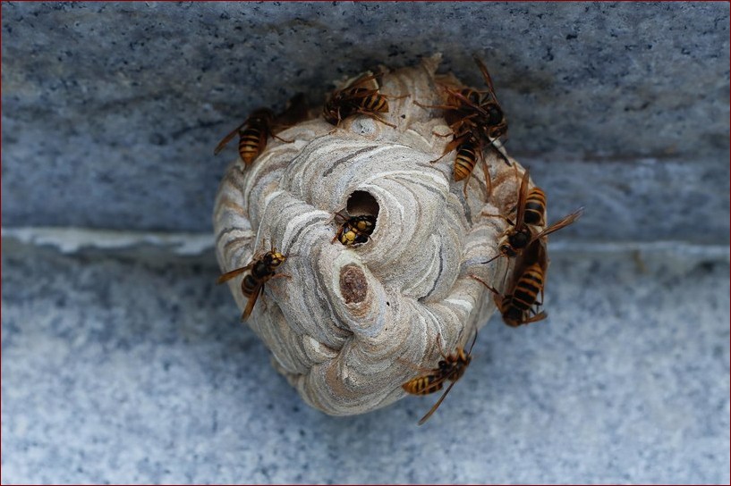 Gniazdo szerszeni w ziemi - jak rozpoznać niebezpieczeństwo i bezpiecznie je usunąć?