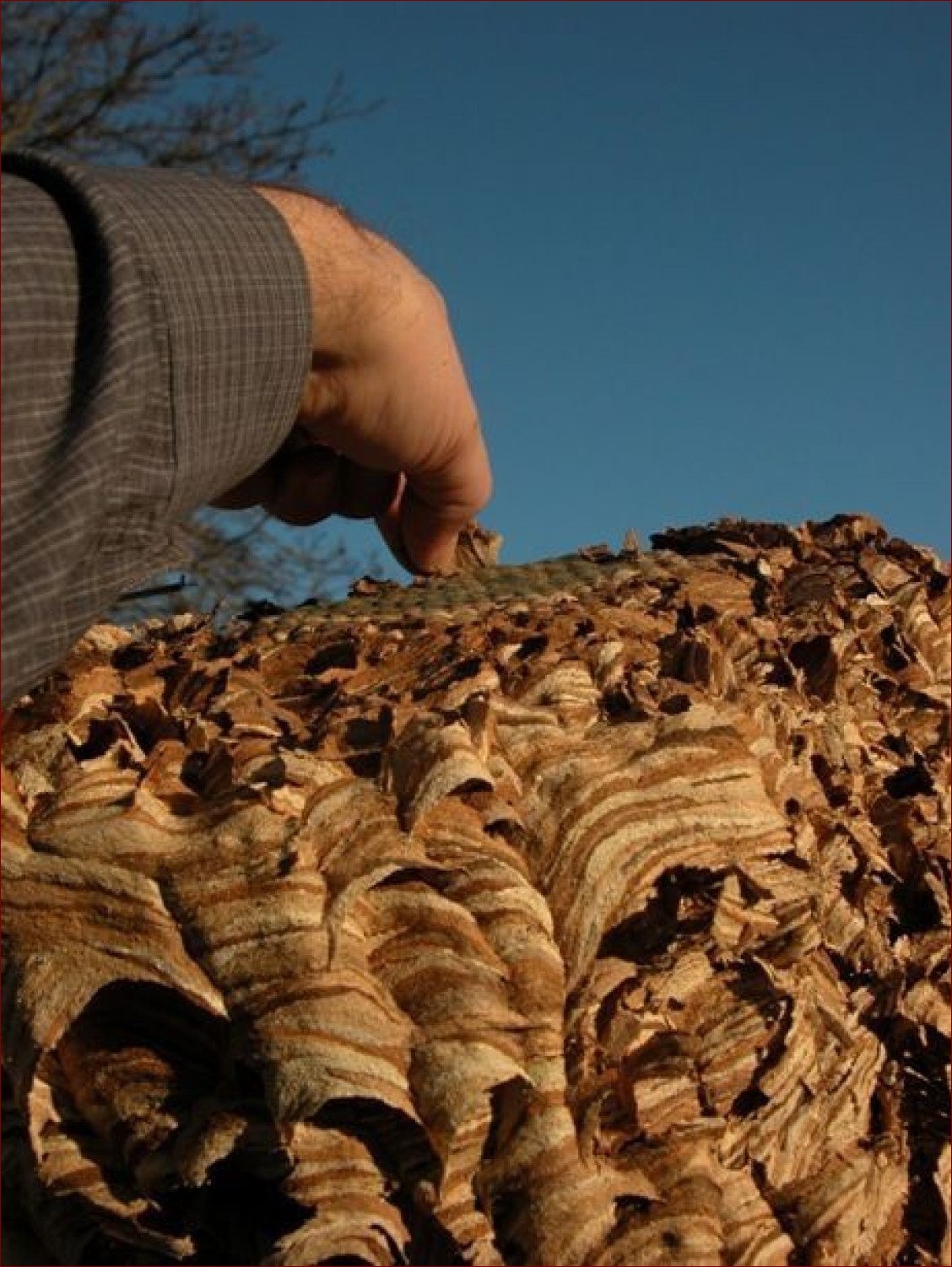 Gniazdo szerszeni w ziemi - jak rozpoznać niebezpieczeństwo i bezpiecznie je usunąć?