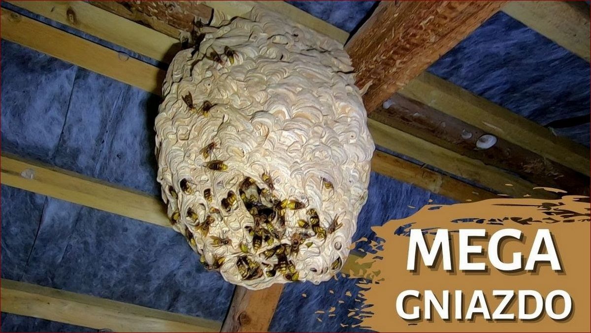 Gniazdo szerszeni w ziemi - jak rozpoznać niebezpieczeństwo i bezpiecznie je usunąć?