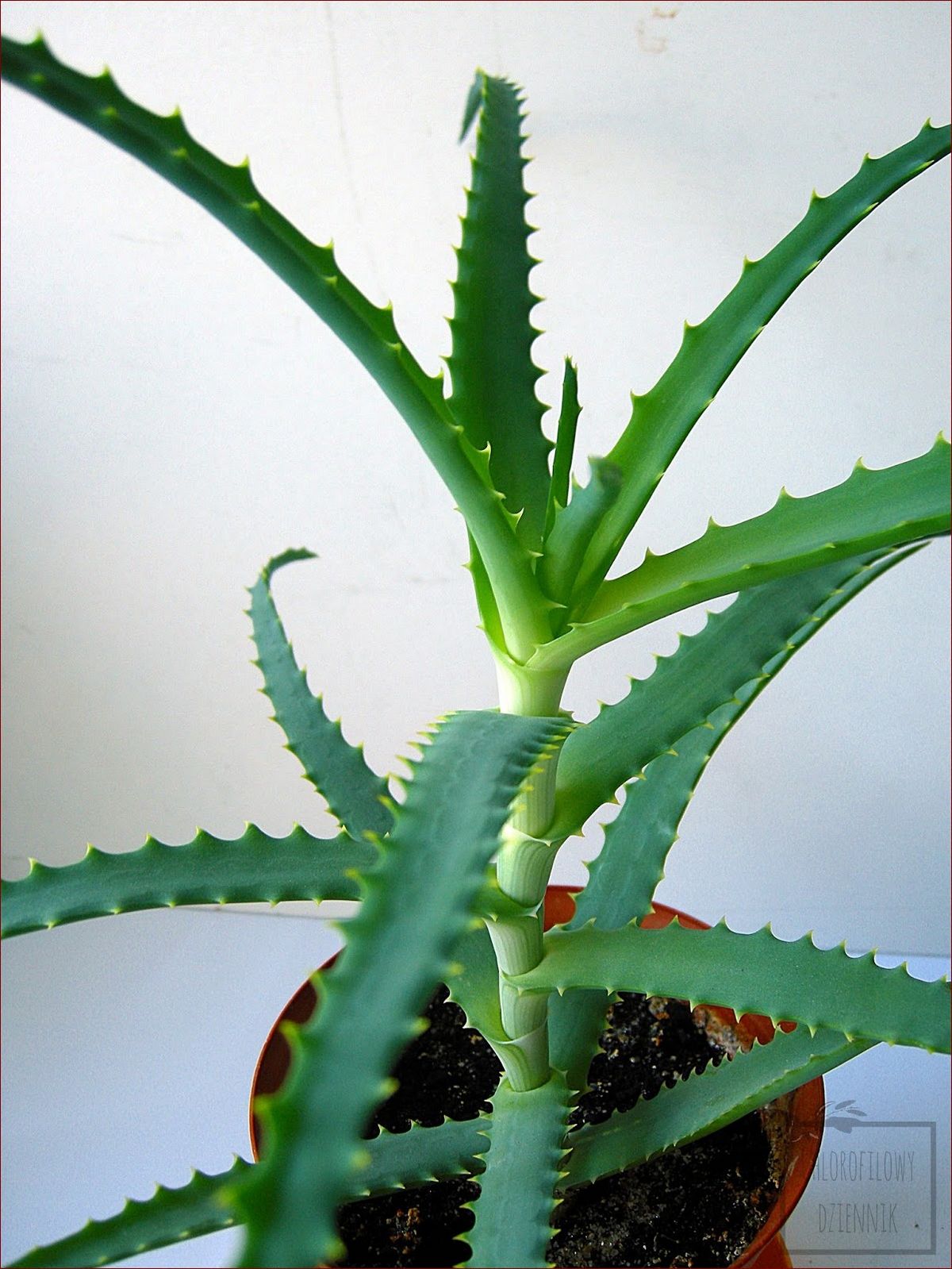 Jak podlewać aloes - Kompleksowy przewodnik dla wiecznie zielonych roślin