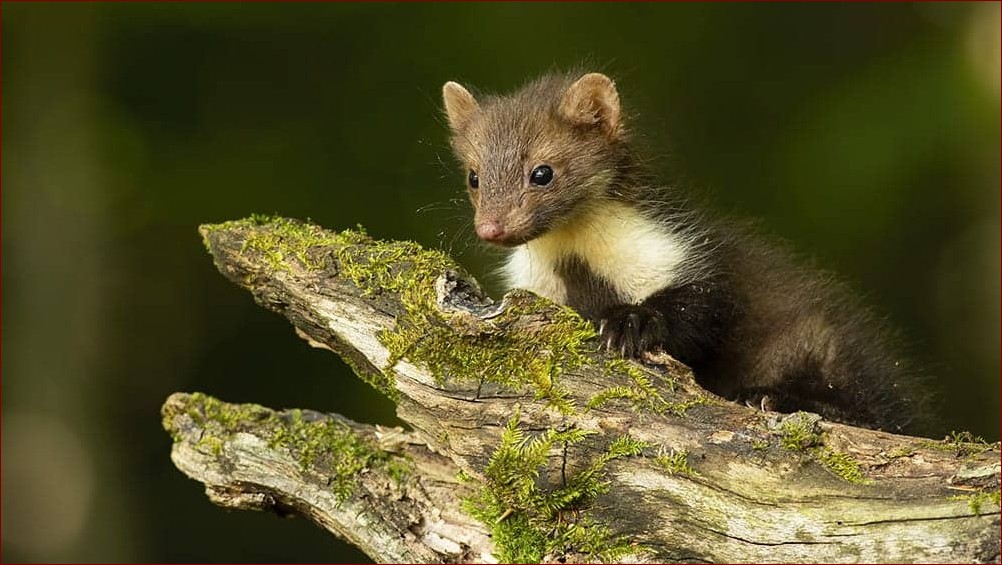 Jak pozbyć się kuny z poddasza? Skuteczne i humanitarne sposoby na pozbycie się kun