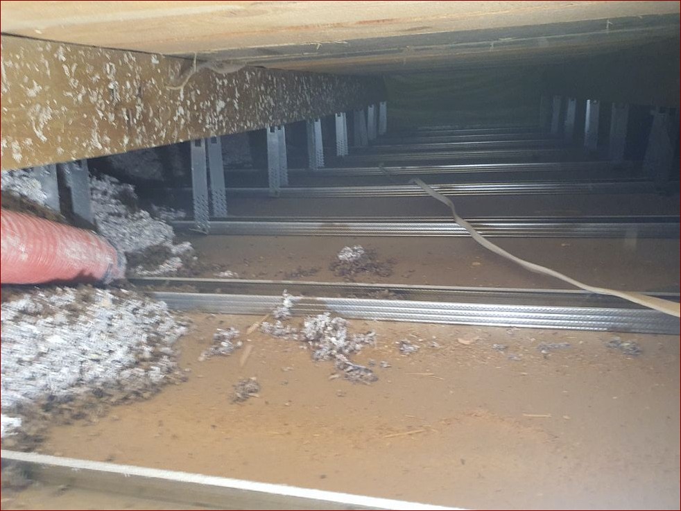 Jak pozbyć się kuny z poddasza? Skuteczne i humanitarne sposoby na pozbycie się kun