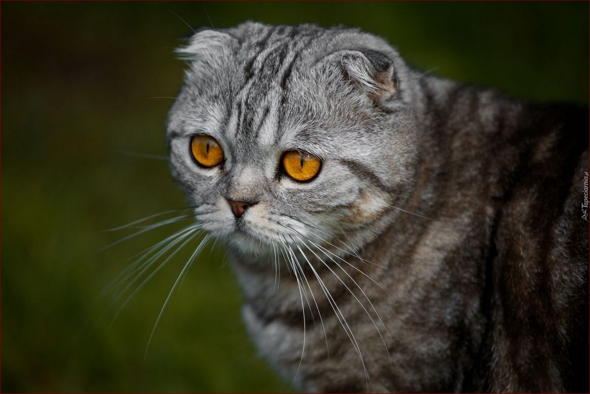 Kot szkocki zwisłouchy: Majestatyczne futrzaki o urzekających zwisających uszach