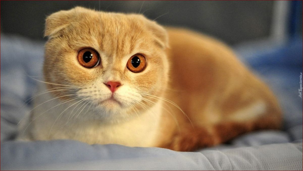 Kot szkocki zwisłouchy: Majestatyczne futrzaki o urzekających zwisających uszach