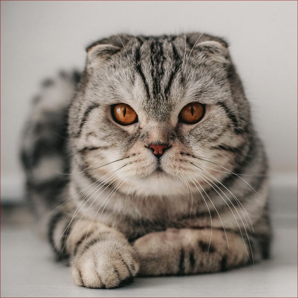 Kot szkocki zwisłouchy: Majestatyczne futrzaki o urzekających zwisających uszach