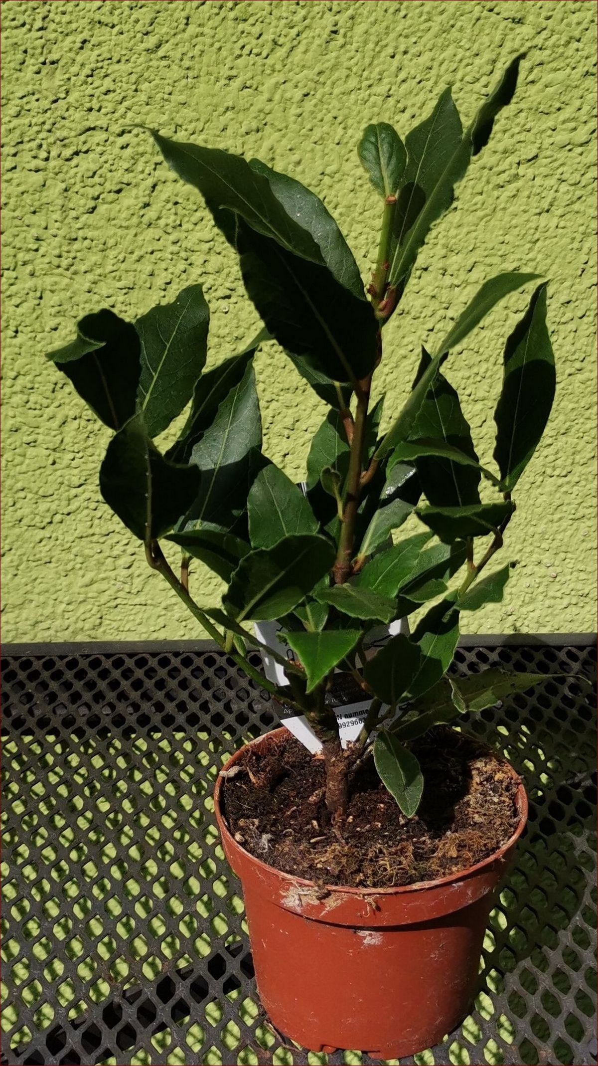 Liść laurowy drzewko - sekrety uprawy i pielęgnacji wiecznie zielonej rośliny