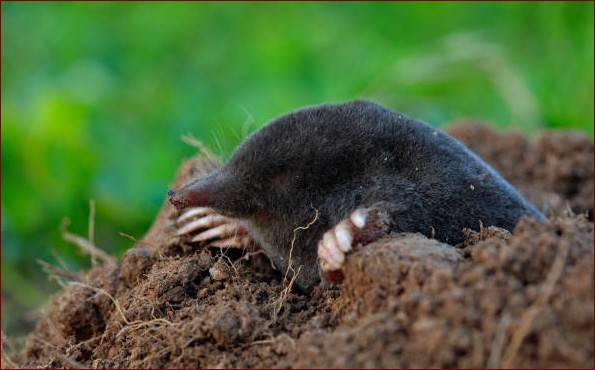 Liść laurowy na mole - naturalny sposób na pozbycie się tych szkodników raz na zawsze