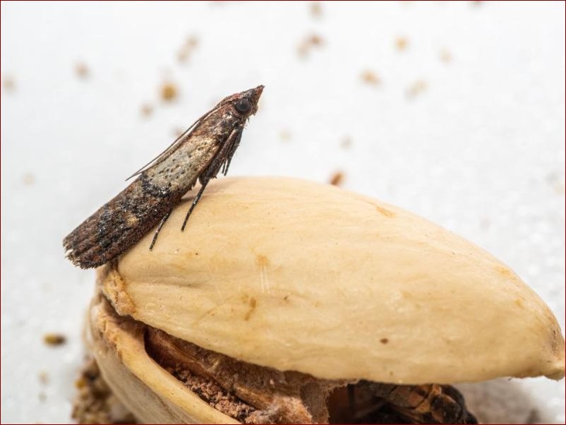 Liść laurowy na mole - naturalny sposób na pozbycie się tych szkodników raz na zawsze