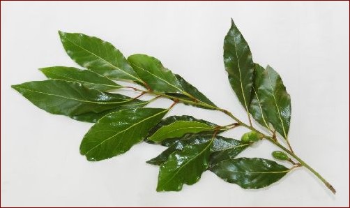 Liscie laurowe drzewo - odkryj niezwykłą roślinę o bogactwie historii i zastosowań