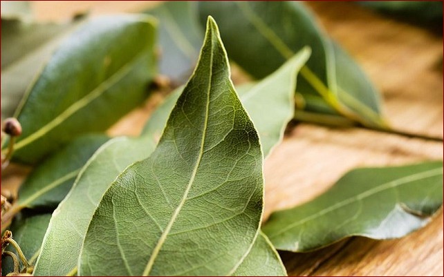 Liscie laurowe drzewo - odkryj niezwykłą roślinę o bogactwie historii i zastosowań
