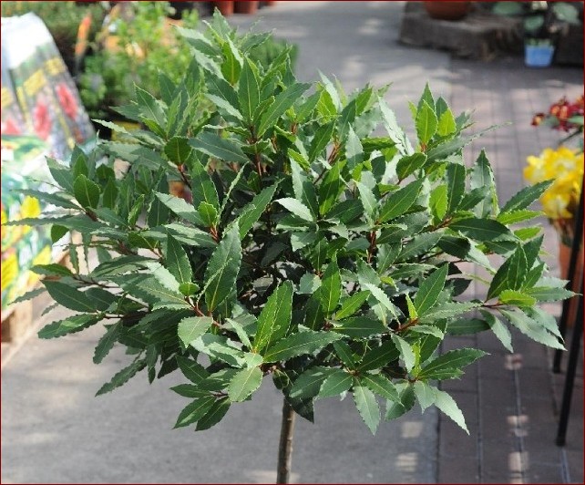 Liscie laurowe drzewo - odkryj niezwykłą roślinę o bogactwie historii i zastosowań