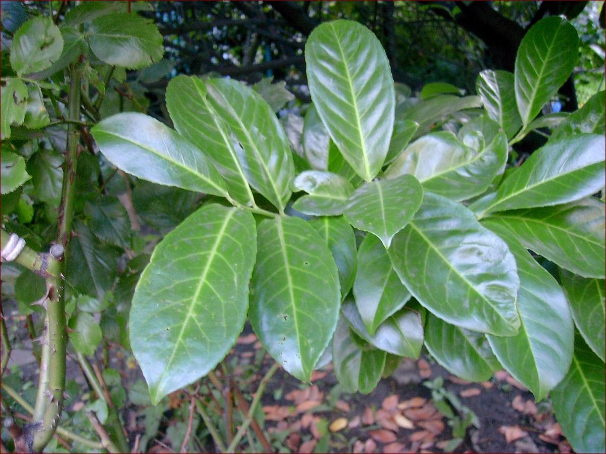 Liscie laurowe drzewo - odkryj niezwykłą roślinę o bogactwie historii i zastosowań