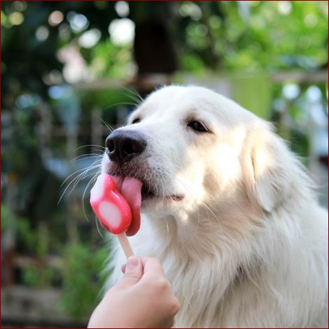 Lody dla psa - chłodząca rozrywka, która zadowoli Twojego pupila