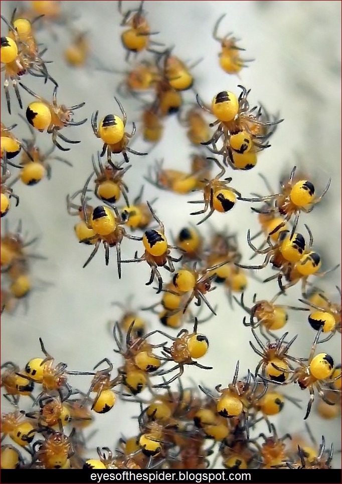 Małe żółte pajączki - niezastąpieni sprzymierzeńcy twojego ogrodu