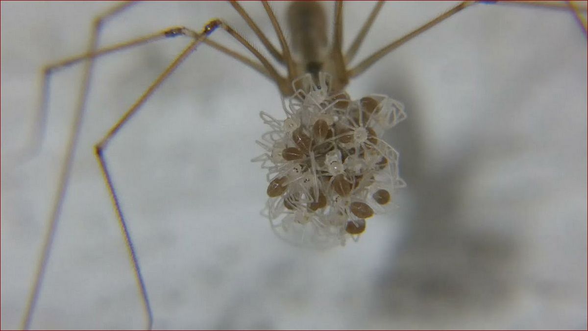 Małe żółte pajączki - niezastąpieni sprzymierzeńcy twojego ogrodu