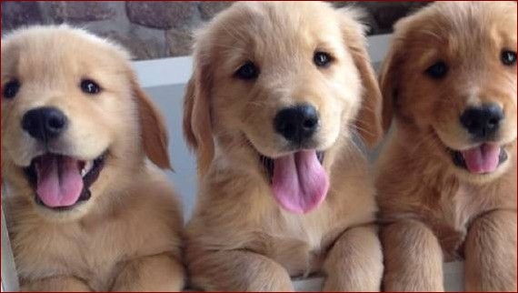 Małe słodkie pieski: urzekający towarzysze, których pokochasz od pierwszego wejrzenia