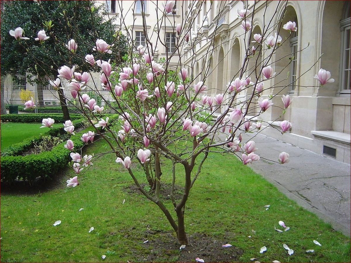 Magnolia Duże Drzewo - Majestatyczny Olbrzym Ogrodów, Arcydzieło Natury