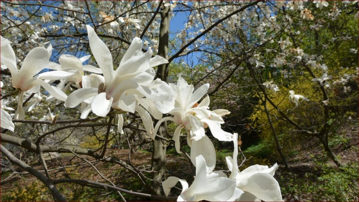 Magnolia Duże Drzewo - Majestatyczny Olbrzym Ogrodów, Arcydzieło Natury