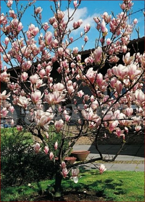 Magnolia Duże Drzewo - Majestatyczny Olbrzym Ogrodów, Arcydzieło Natury