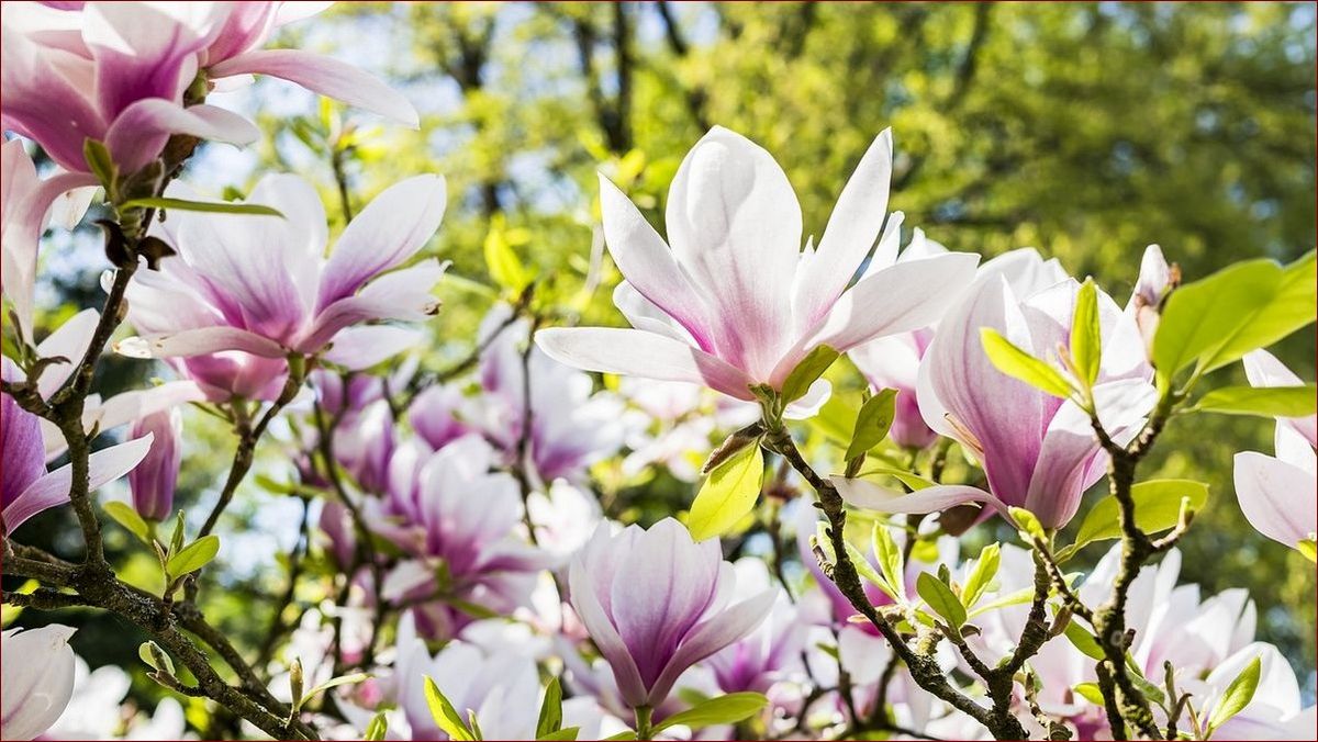 Magnolia jaka ziemia? Poznaj sekret gleby idealnej dla tych pięknych krzewów