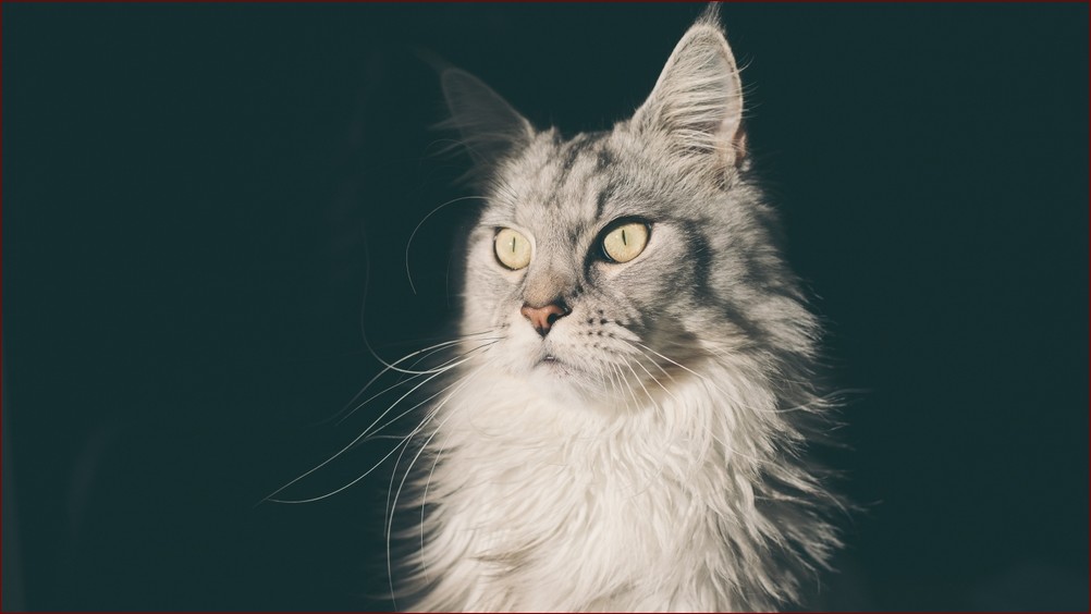 Maine Coon - Majestatyczny Książę wśród Domowych Kotów. Wieczny Towarzysz Rodzin