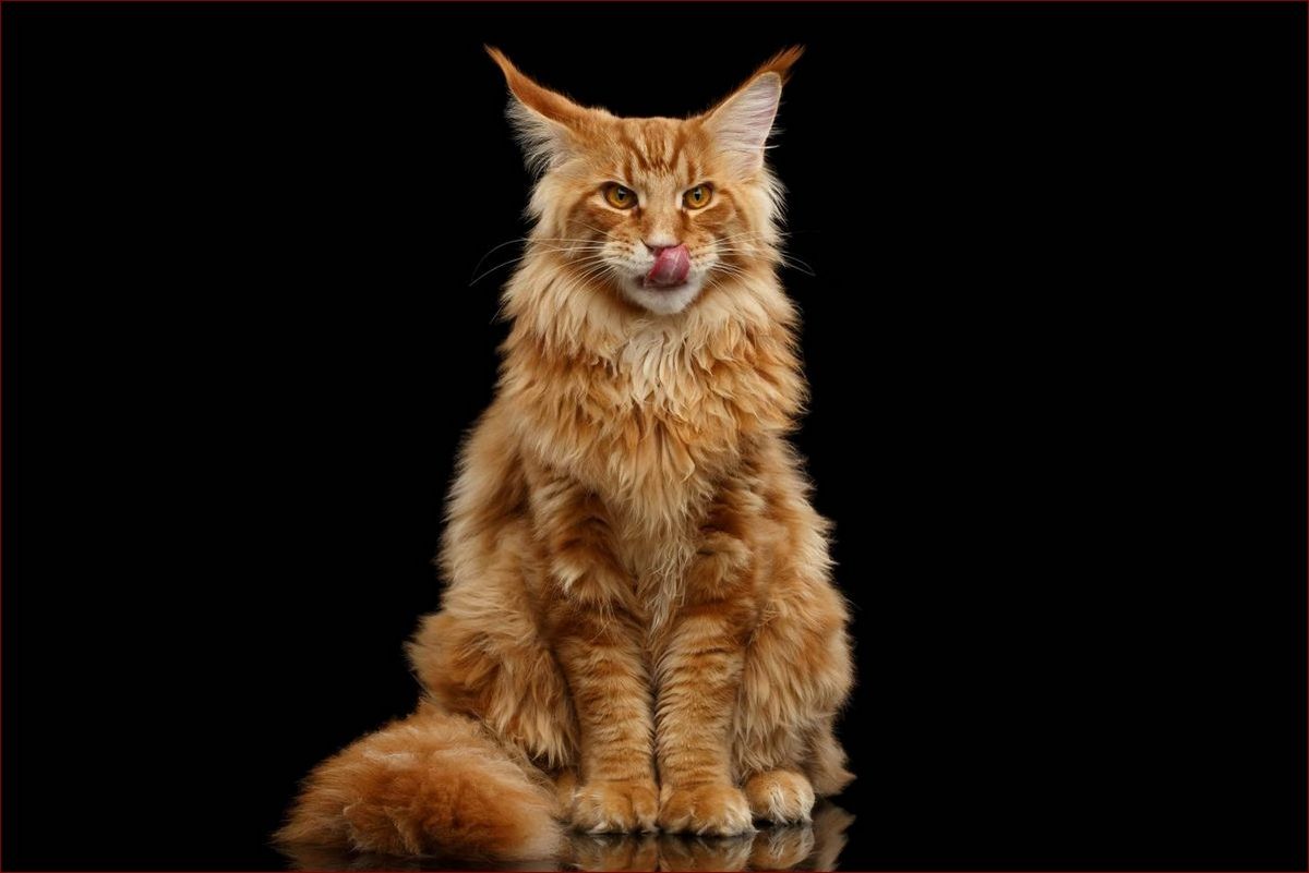 Maine Coon - Majestatyczny Książę wśród Domowych Kotów. Wieczny Towarzysz Rodzin