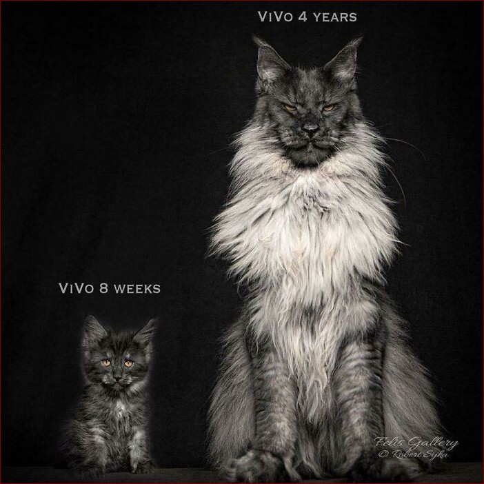 Maine Coon - Majestatyczny Książę wśród Domowych Kotów. Wieczny Towarzysz Rodzin