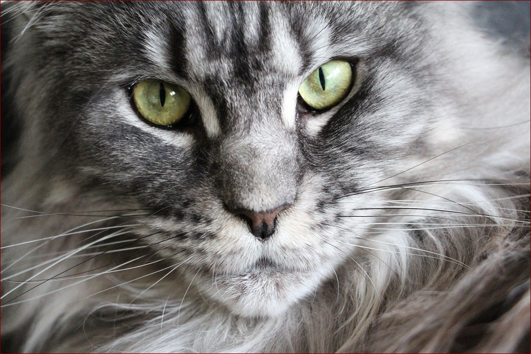 Maine Coon - Majestatyczny Książę wśród Domowych Kotów. Wieczny Towarzysz Rodzin