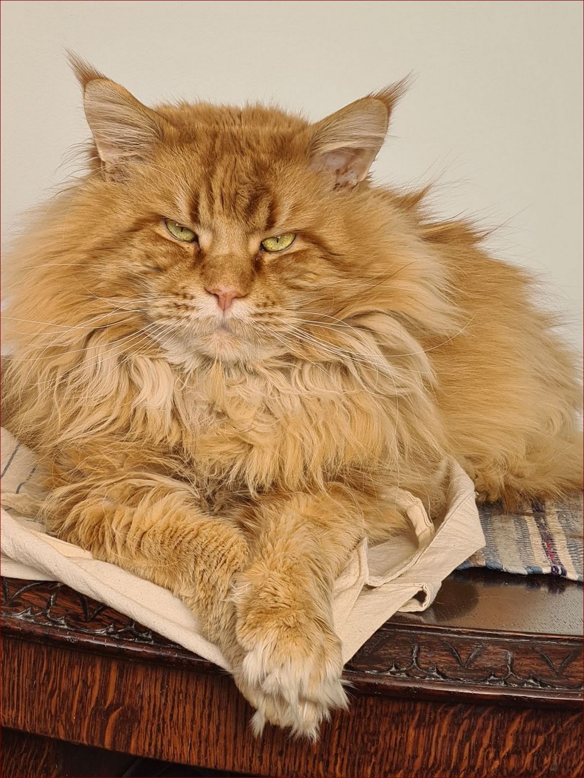 Maine Coon - Majestatyczny Książę wśród Domowych Kotów. Wieczny Towarzysz Rodzin