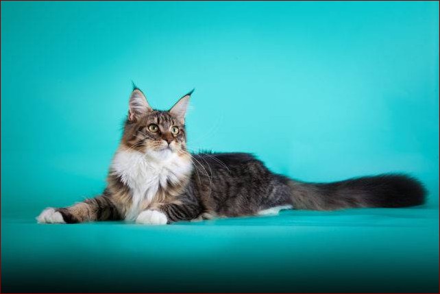 Maine Coon Największy - Poznaj Majestatyczne Rozmiary Tej Legendarnej Rasy Kotów () Maine Coon Największy - Poznaj Majestatyczne Rozmiary Tej Legendarnej Rasy Kotów