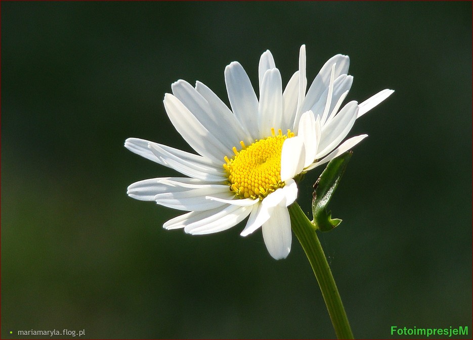 Mały kwiatek doniczkowy: Naturalna ozdoba, która odmieni każde wnętrze