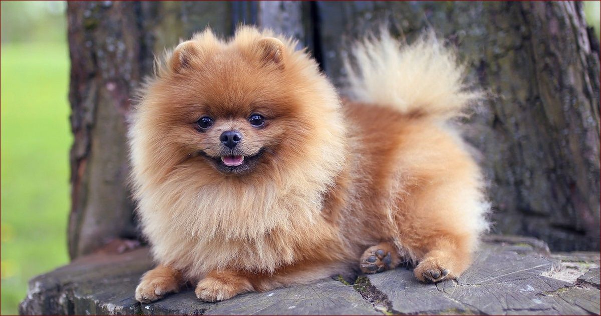 Mały pies pokojowy: Wielka miłość w kompaktowym wydaniu