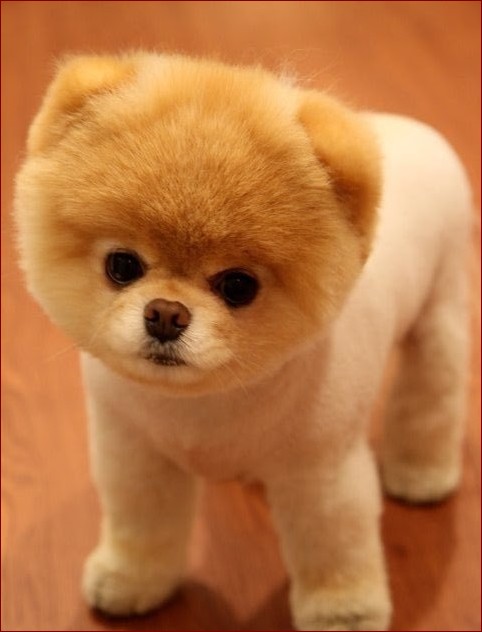 Mały puszysty piesek: Twój klucz do szczęścia w świecie pełnym stresu