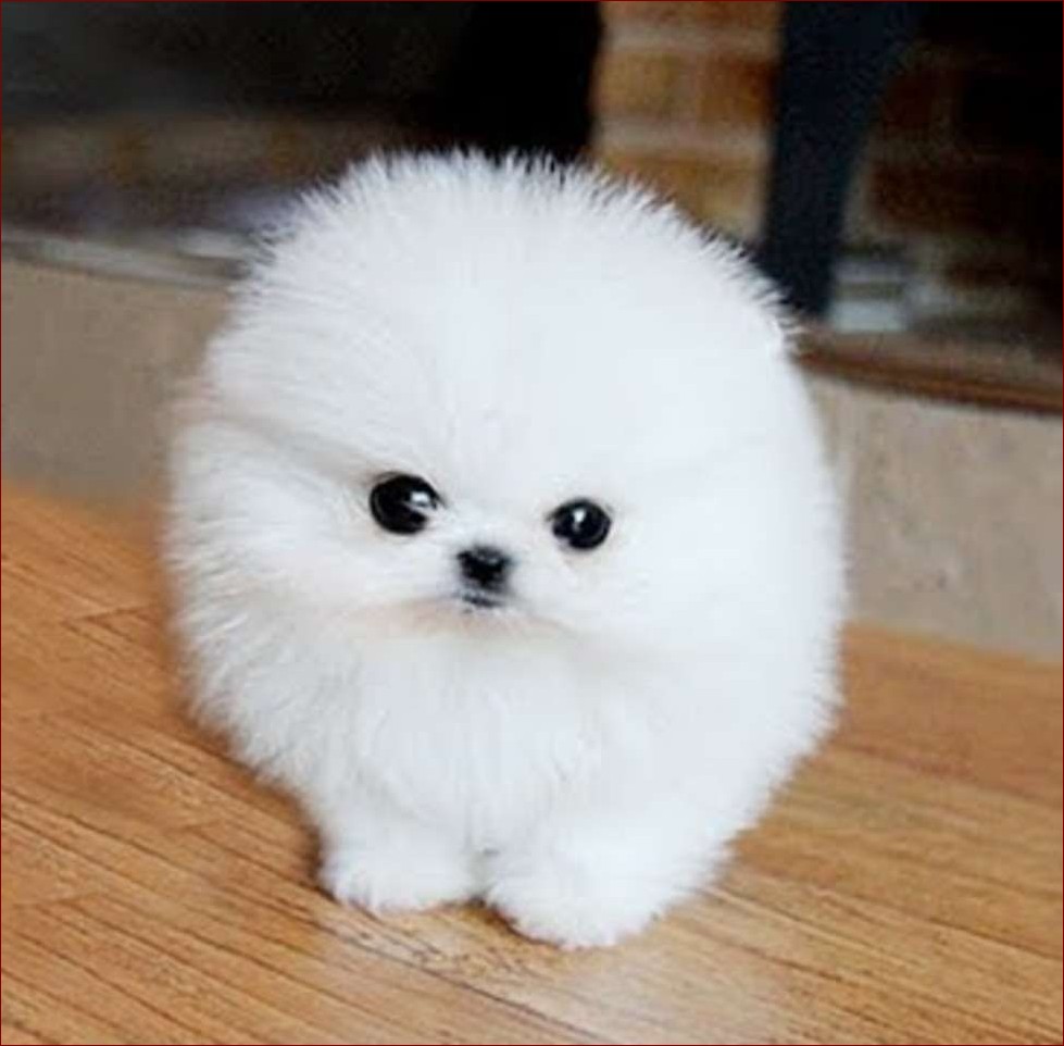 Mały puszysty piesek: Twój klucz do szczęścia w świecie pełnym stresu