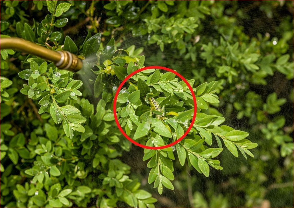 Mączlik zwalczanie domowe sposoby: 7 ekotricków na uratowanie roślin