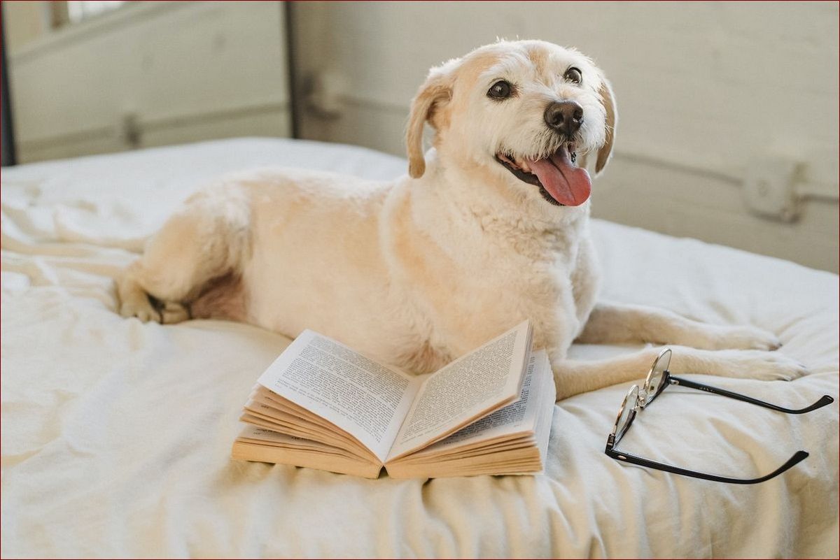 Mądra rasa psów: Odkryj najinteligentniejsze czworonożne towarzyszki